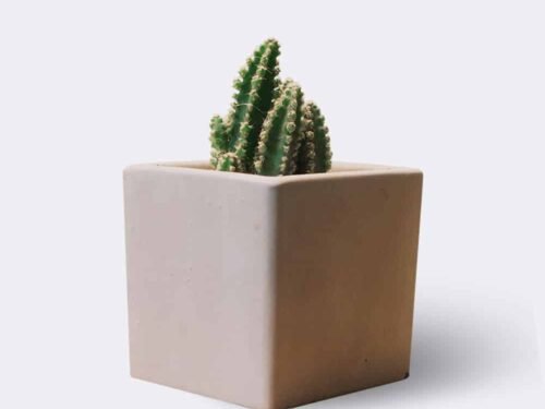cactus2 free img