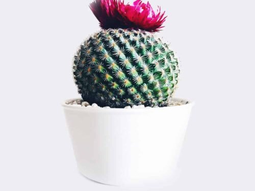 cactus4 free img